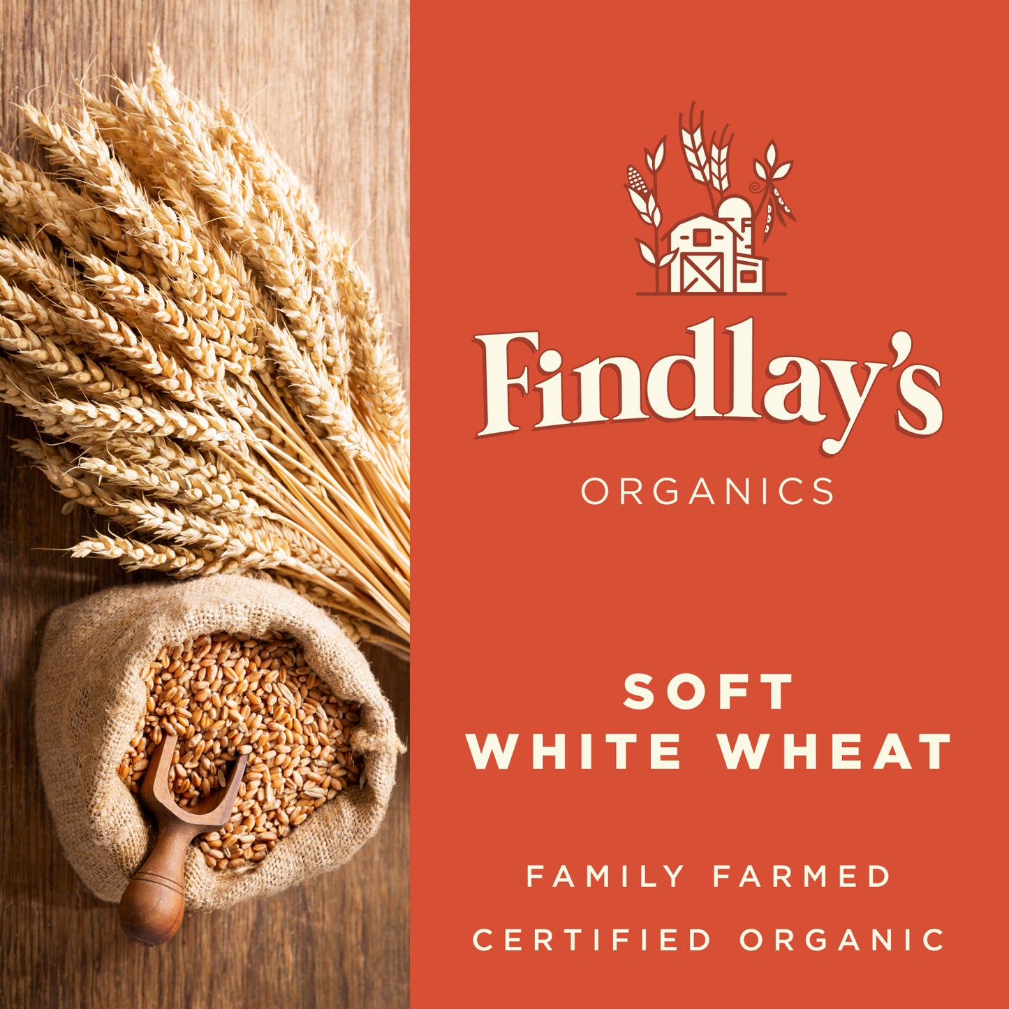 Soft White Wheat // Michigan Grown, USDA Organic Certified, Non-GMO