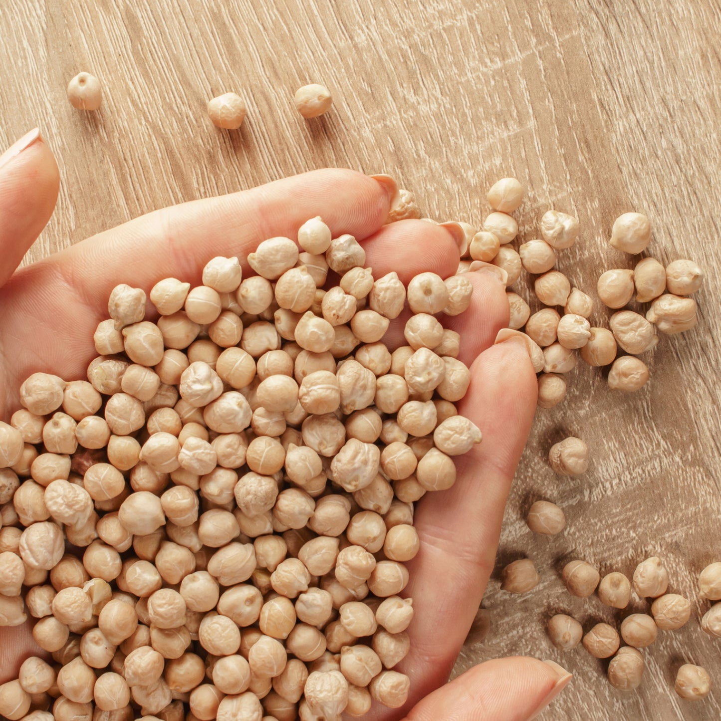 Garbanzo Beans // Grown in USA, USDA Organic Certified, Non-GMO