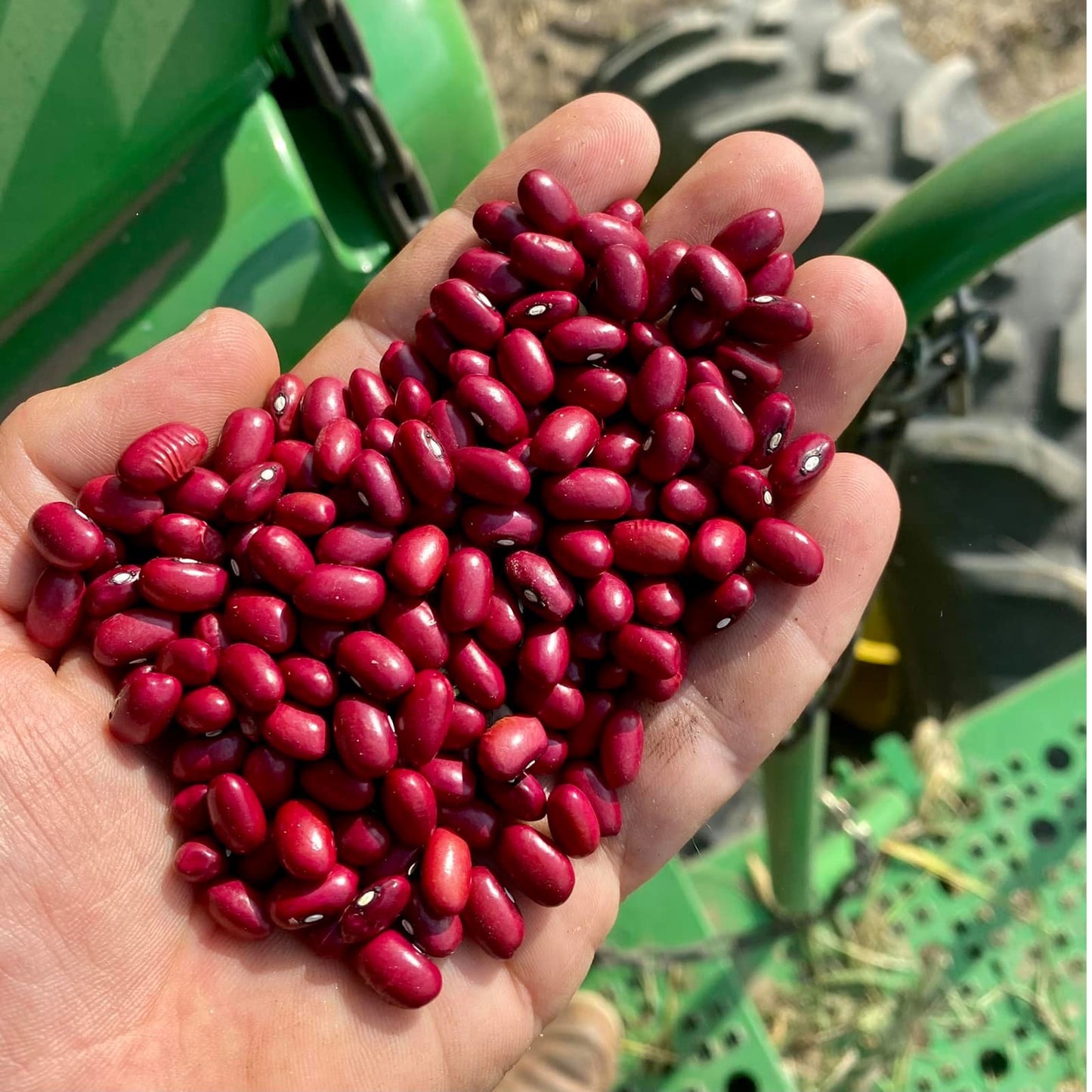 Red Beans // Michigan Grown, USDA Organic Certified, Non-GMO