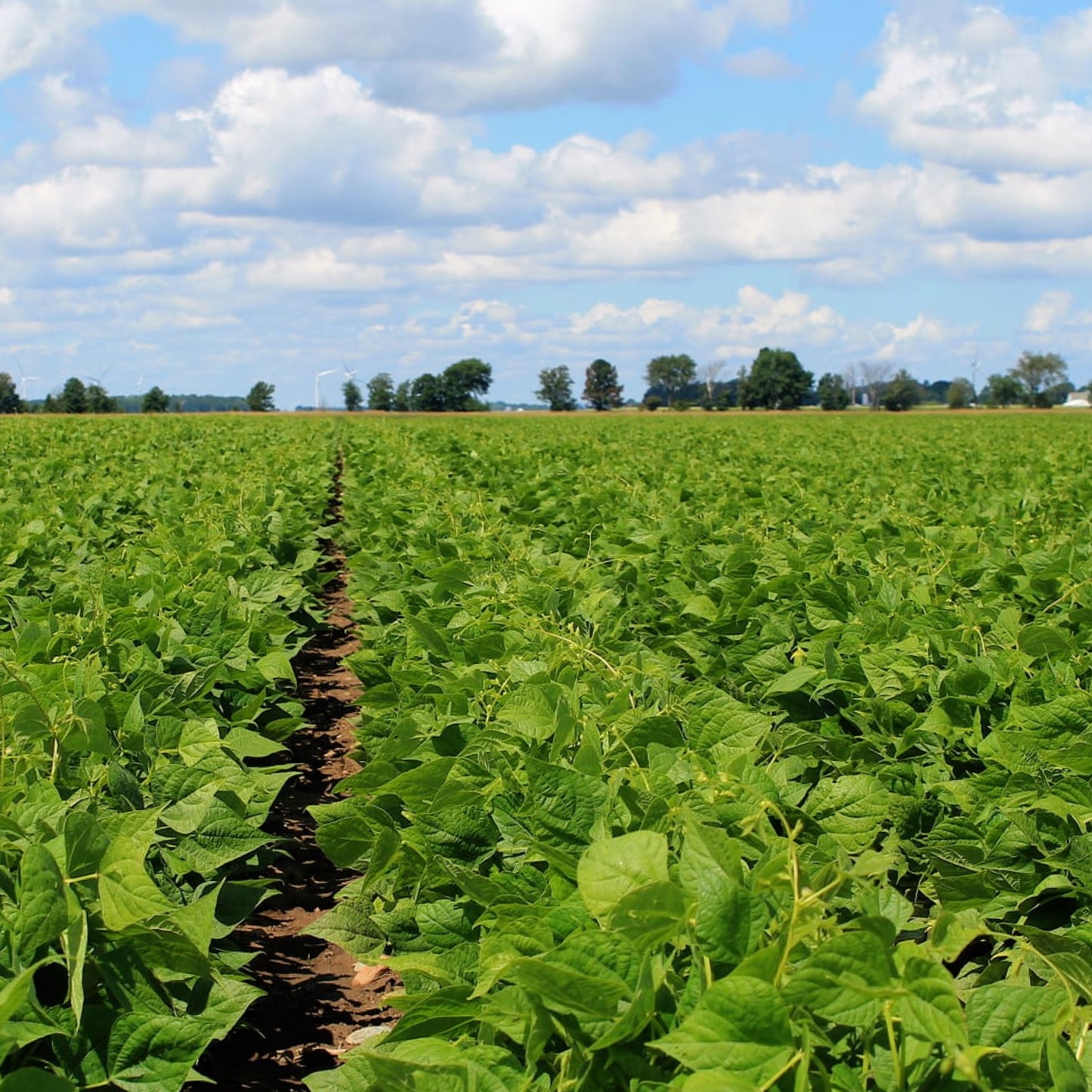 Black Beans // Michigan Grown, USDA Organic Certified, Non-GMO