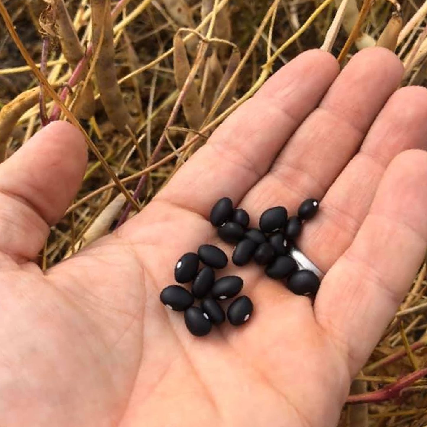 Black Beans // Michigan Grown, USDA Organic Certified, Non-GMO