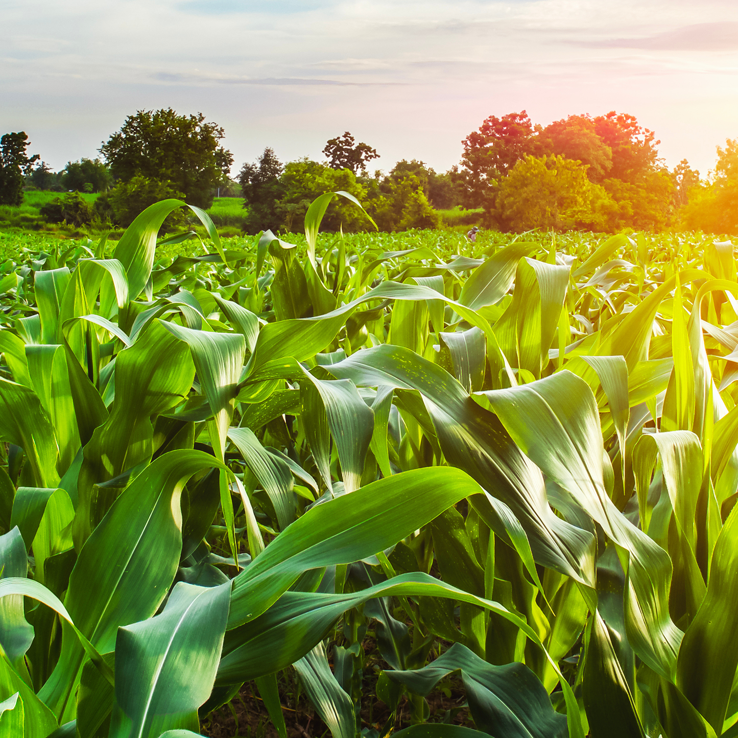 Yellow Corn // Michigan Grown, USDA Organic Certified, Non-GMO