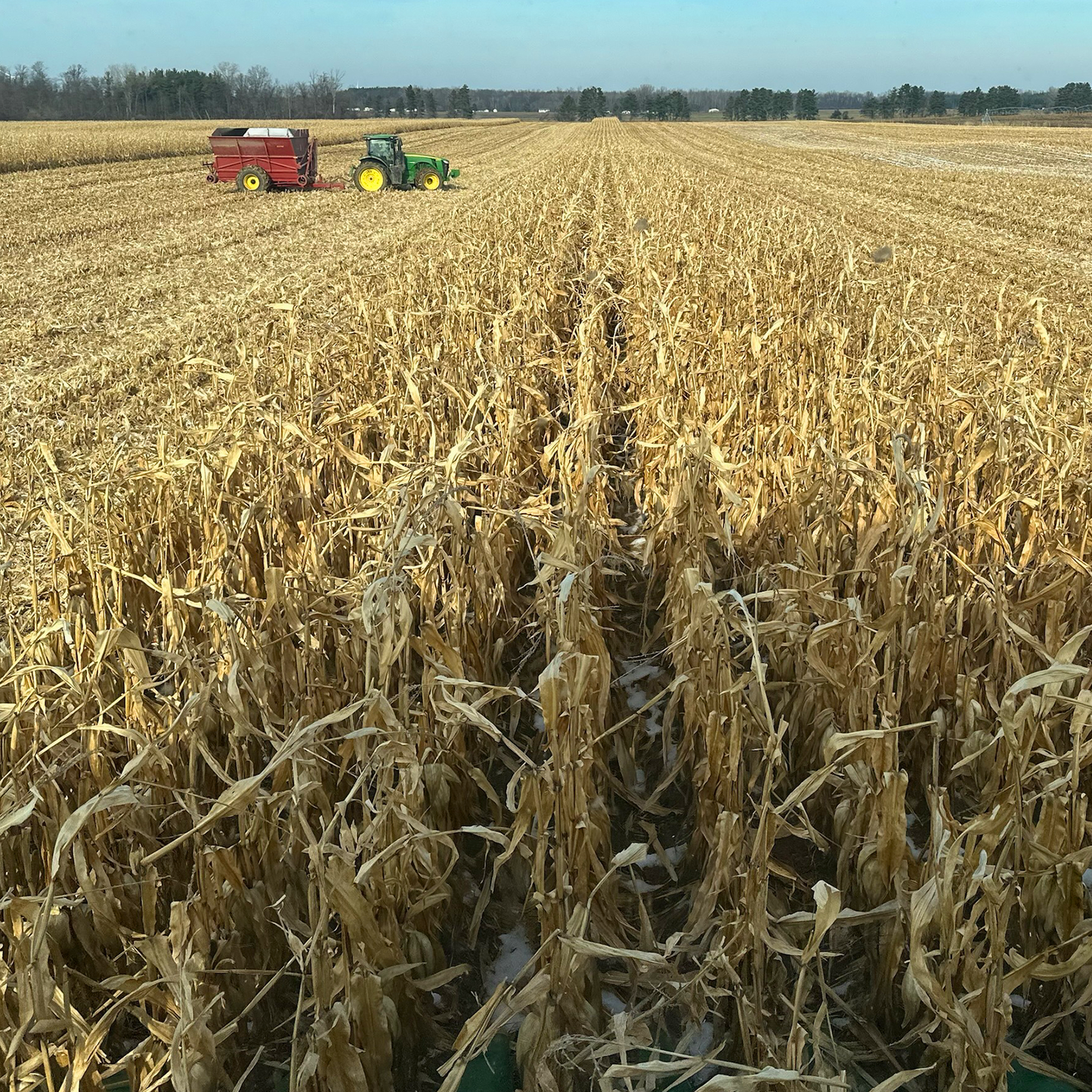 Yellow Corn // Michigan Grown, USDA Organic Certified, Non-GMO