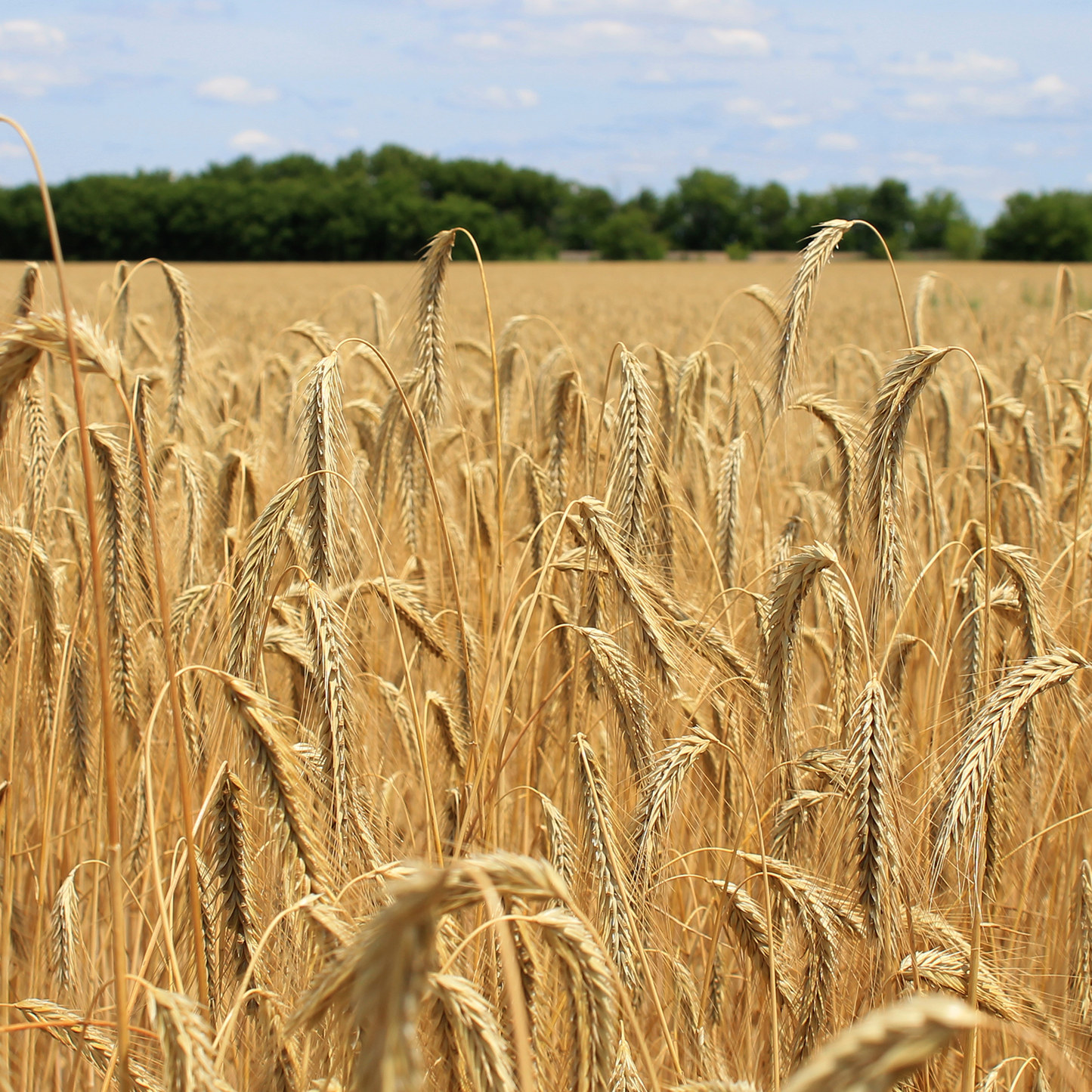 Organic Rye // Michigan Grown, USDA Organic Certified, Non-GMO