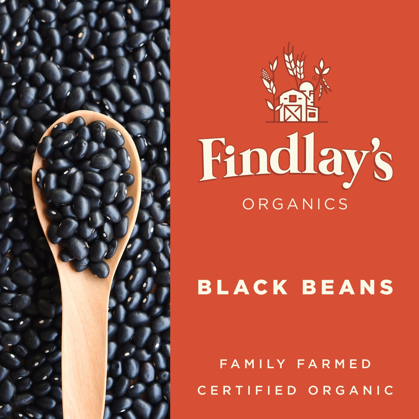 Black Beans // Michigan Grown, USDA Organic Certified, Non-GMO