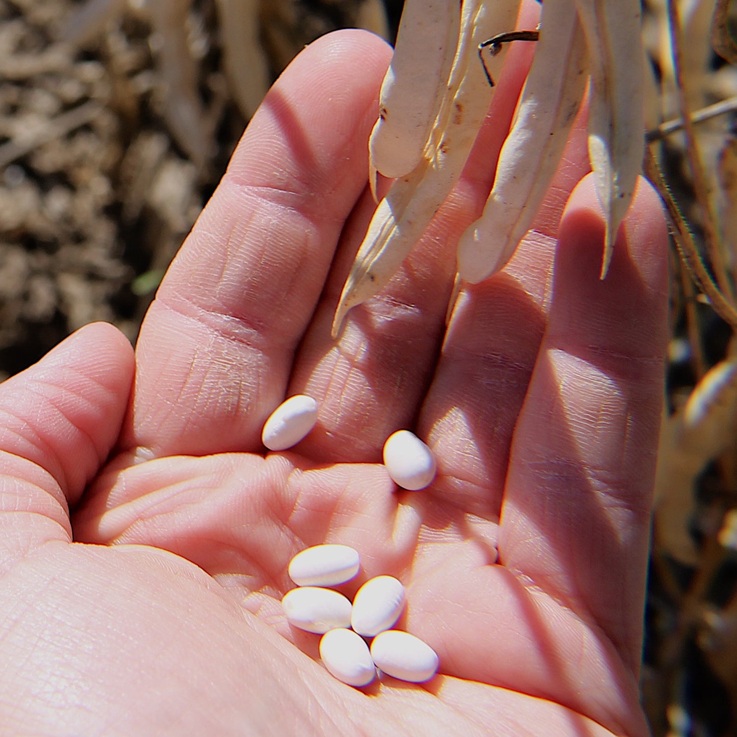 Navy Beans // Michigan Grown, USDA Organic Certified, Non-GMO