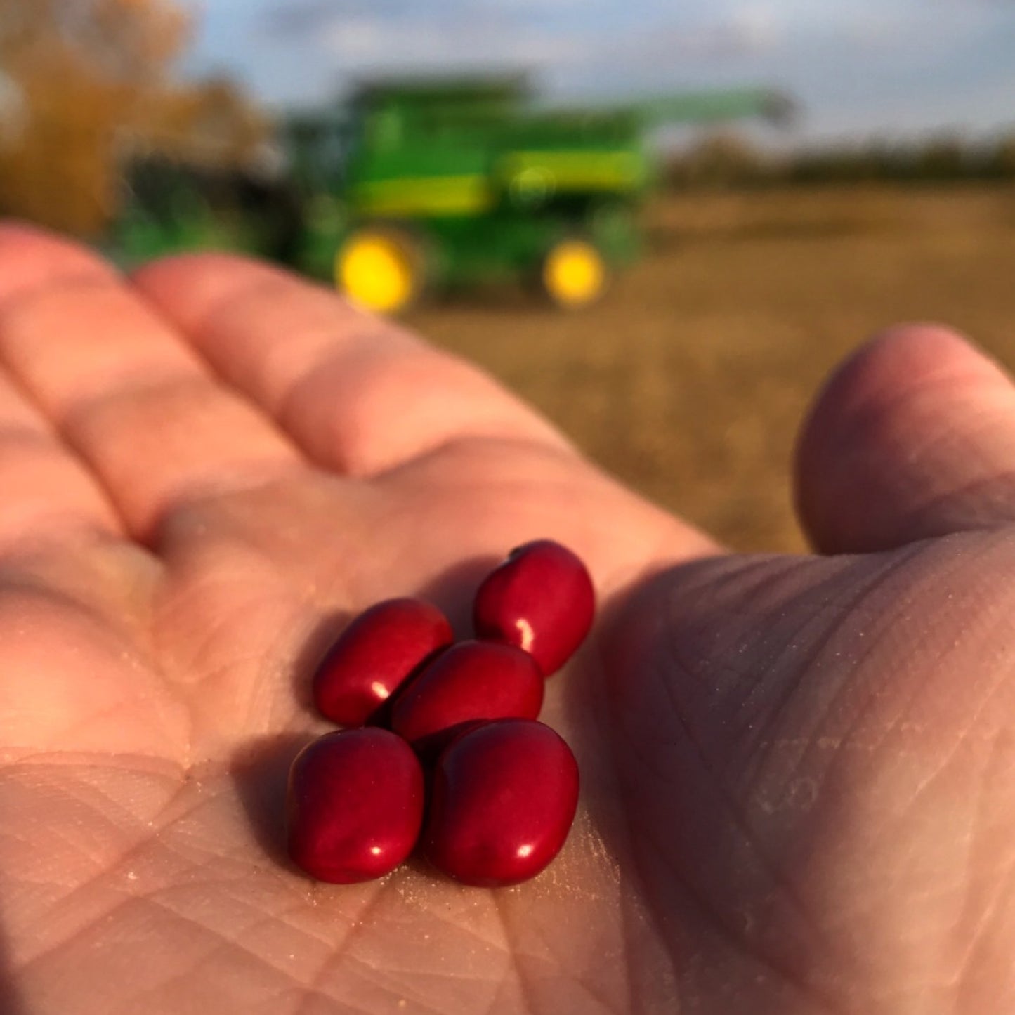 Red Beans // Michigan Grown, USDA Organic Certified, Non-GMO